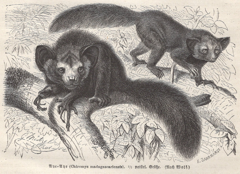 1883 Brehms Thierleben Wood Engraving Aye-Aye Original Antique Book Print German