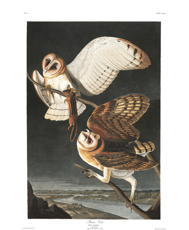 1830 John Audubon – Barn Owl and Ground Squirrel Havell Edition