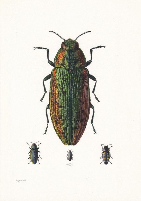 1960 JEWEL BEETLE Print – Vintage Insect Wall Art – 7.5 x 10.6 Inches