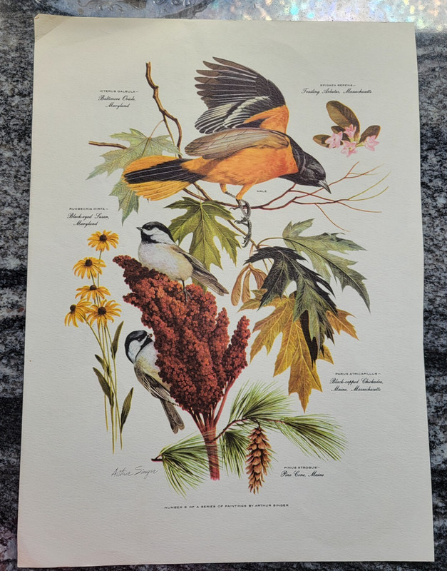 Arthur Singer BLACK-CAPPED CHICKADEE Male Females Flowers Circa 1940s Print gallery