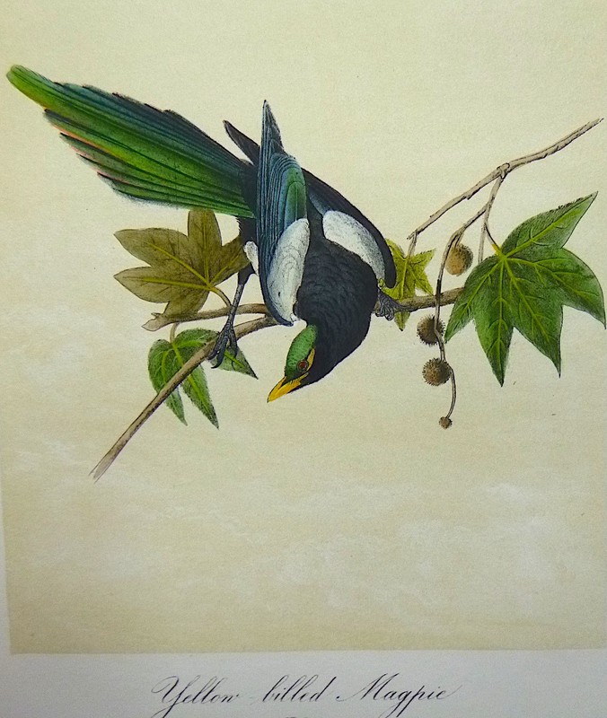 Audubon 3rd ed Octavo YELLOW BILLED MAGPIE Birds of America 1859 original