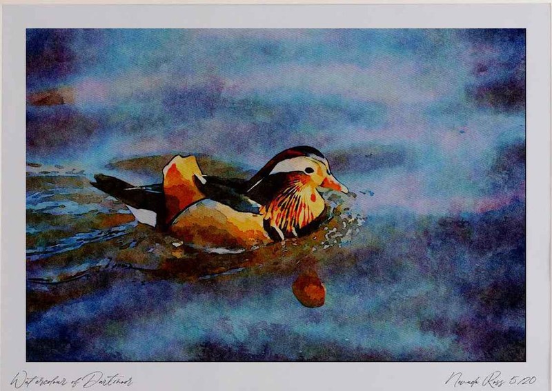 707090 Mandarin Duck Watercolour Picture Ltd Ed A4