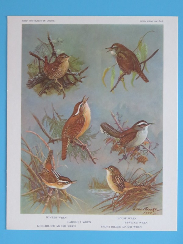 Original 1960 Bird Print Winter, Marsh, Carolina, House Wren 6-1/2″x8-1/2″