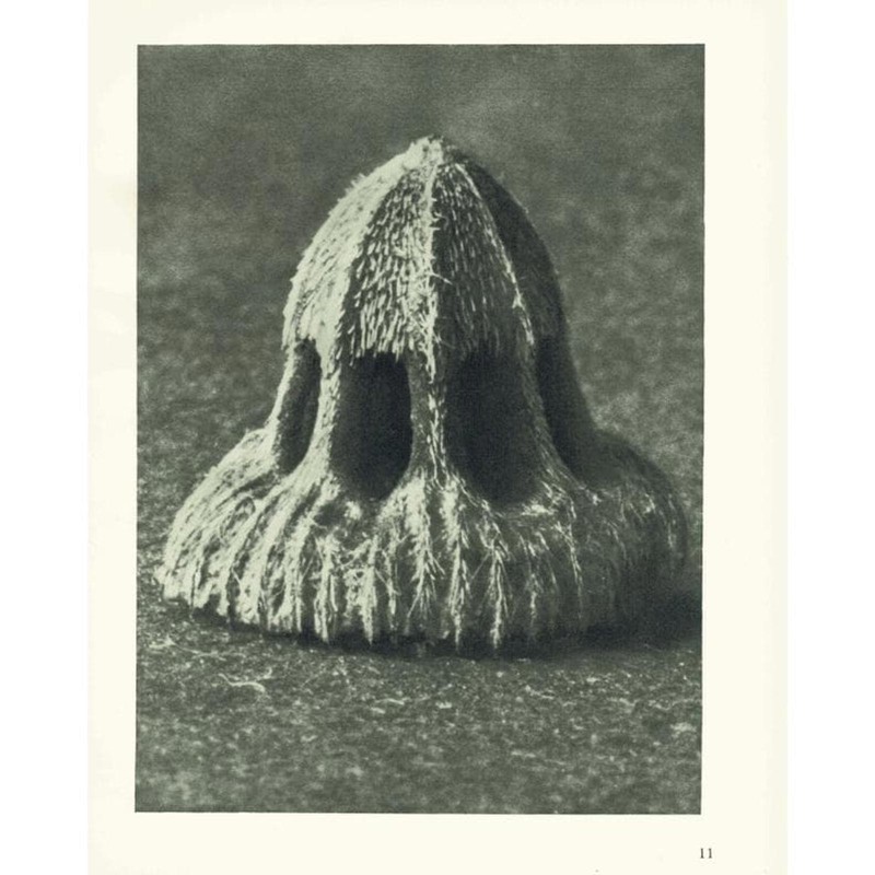 1929 SEED OF SCABIOUS Print – Karl Blossfeldt – Plant Flower – 9.5 x 12 Inches