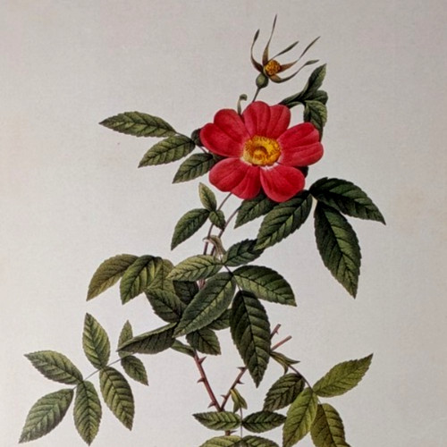 P J Redouté Variety of Boursault Rose Botanical Flower Art Book Plate 182