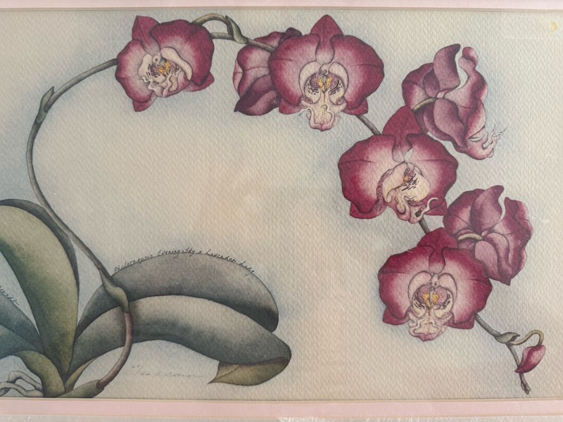 Unframed, Matted phalaenopsis Orchid, Print, Signed, And Numbered gallery