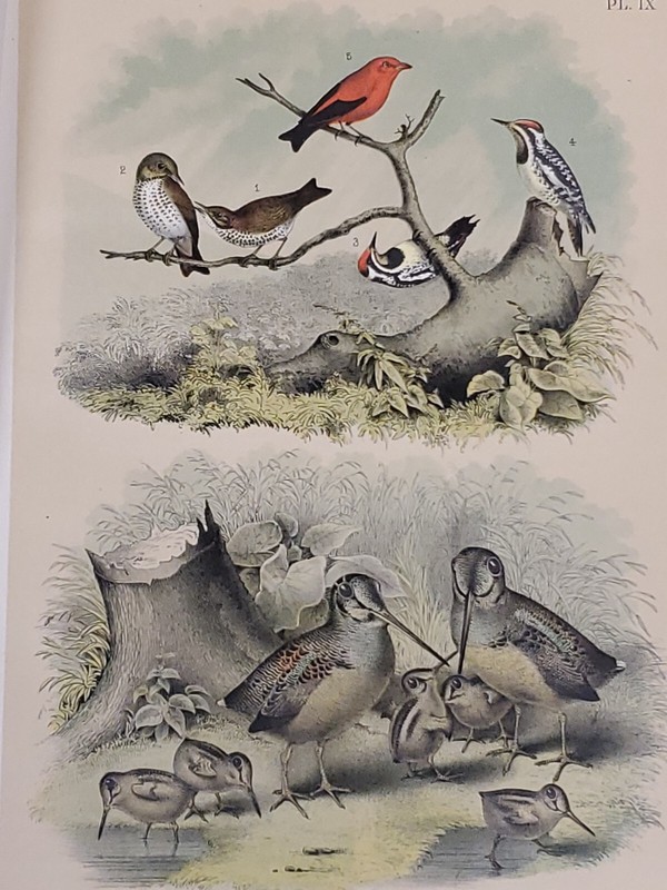 Wren/Crane Lithograph by Theodore Jasper / 1881 Studer’s N. American Birds