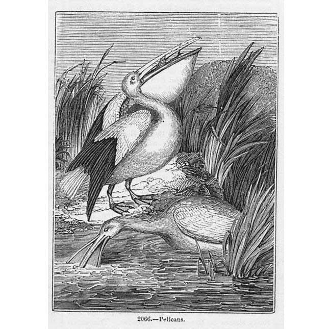 BIRDS Pelicans #2 - Antique Print 1856