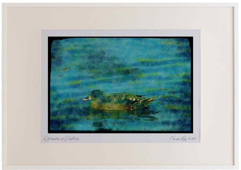 268011 African Black Duck Watercolour Picture Frame Ltd Ed A3