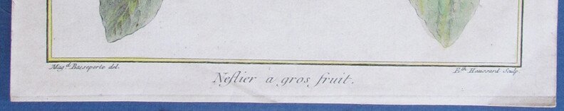 1768 Etching Original NEFLIER ARGOS Fruit plant HENRI DUHAMEL DU MONCEAU Paris gallery