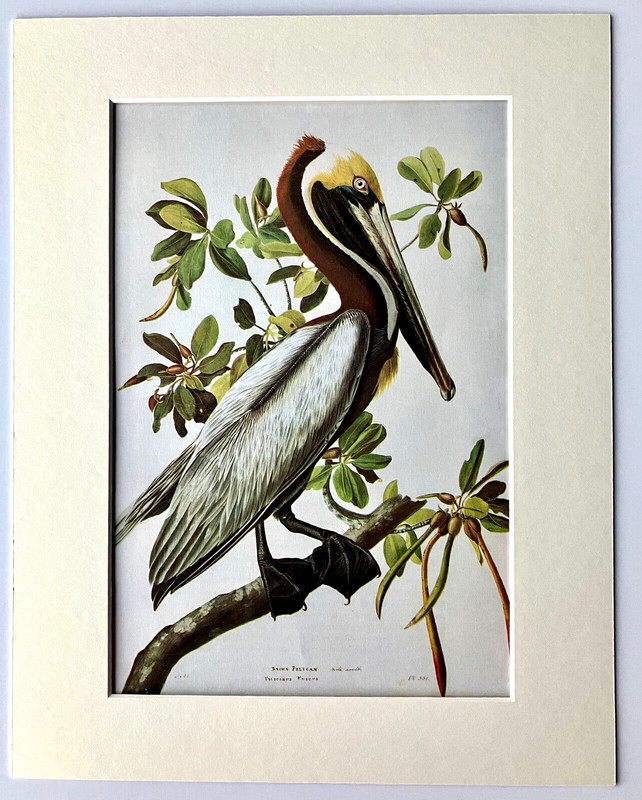 Vintage John James Audubon Matted Print, 1966: Brown Pelican