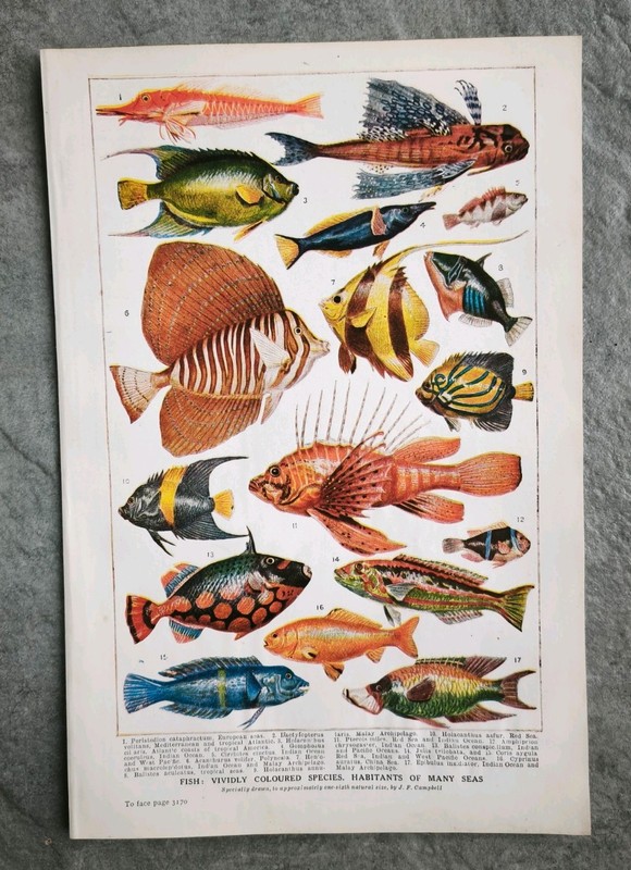 Antique 1930s Tropical Aquarium Sea Fish Book Art Print Picture Angel Fishes gallery