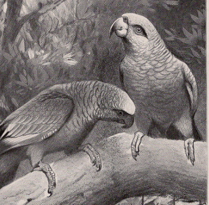 Blue-and-Yellow Macaws in Rainforest Canopy – 1911 Antique Chromolithograph