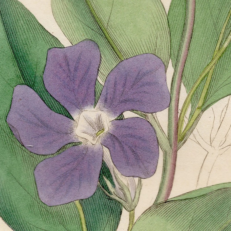 Antique 1798 Sowerby English Botany hand-colored engraving 514 Great Periwinkle gallery