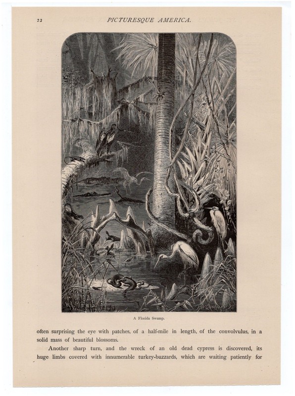 Florida Cypress Swamp Birds Reptiles Wetlands 1872 Antique Wood Engraving gallery
