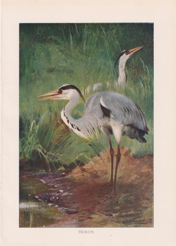 BLUE HERON BIRDS Wildlife Animals Color Art Antique Print 1901