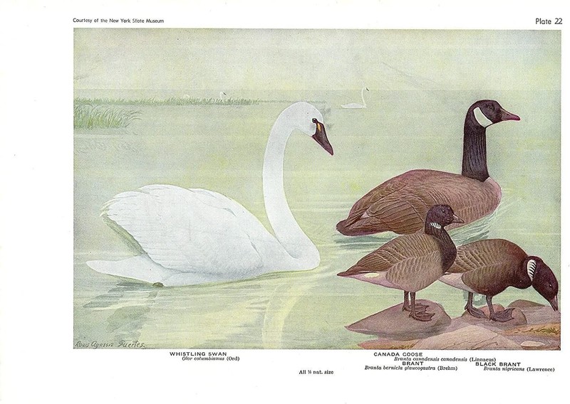 1936 Vintage FUERTES BIRDS #22 «WHISTLING SWAN & GOOSE» Color Plate Lithograph