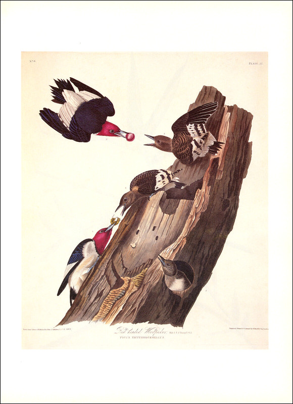 1997 Vintage Print Red Head Woodpecker Bird Wood Log Illustration Image Audubon