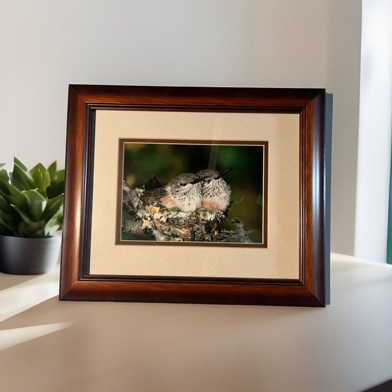 “Sleeping Hummingbird Babies” Framed Image of Nature By Shattil Rozinski Denver