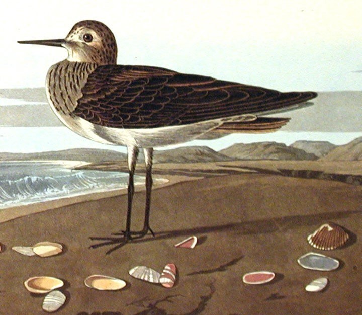 Rare AUDUBON Double-Elephant Folio, Amsterdam Ed’n, No. 56 SCHINZ’S SANDPIPER