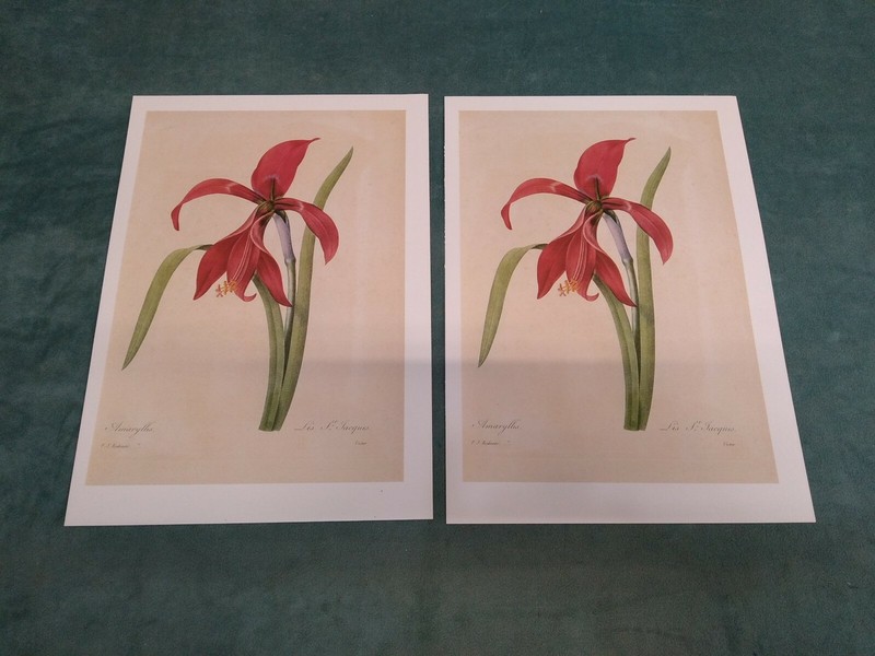 P J REDOUTE BOTANICAL PRINT -Vintage Botanical Book Plate 2 pack gallery