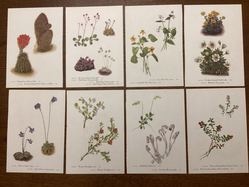Vintage MCM 1953 Mary Walcott TWO ON A PAGE Botanical Flower Prints lot of 8