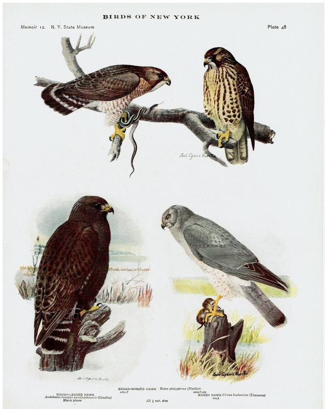 1914 New York Print Louis Agassiz Fuertes Rough-legged Broad-winged Marsh Hawks