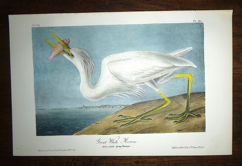 Audubon Octavo GREAT WHITE HERON Birds of America original hand colored litho