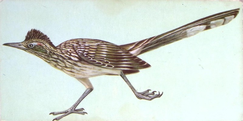 Vintage 1962 Road Runner Bird Card McGraw Hill Nature Illustration Print