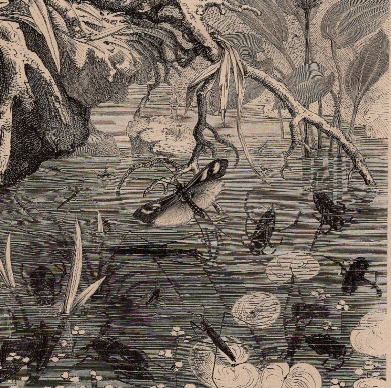 German Water Bugs and Pond Life Scene 1911 Antique Engraving Print