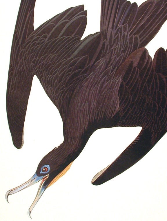 John James AUDUBON / Frigate Pelican From The Birds of America Amsterdam Edition gallery