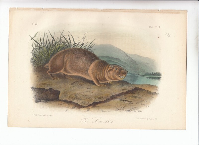 Original Rare Audubon Quadrupeds Of America 8vo Print 1854: THE SEWELLEL 123
