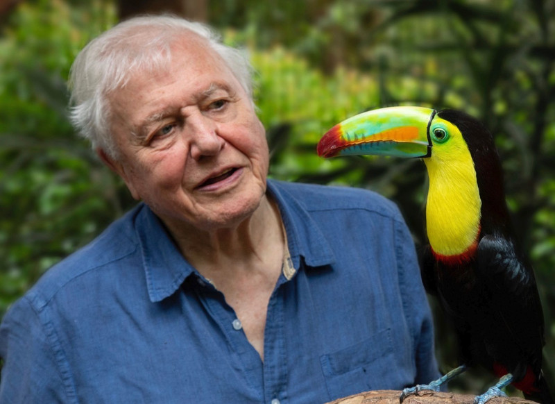 DAVID ATTENBOROUGH POSTER PRINT – CHOOSE DESIGN/SIZE/LAMINATE/FRAMED OPTION A
