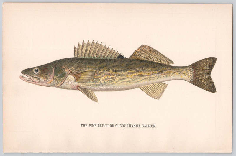 The Pike Perch Fish Color Print Angling Sporting Art Lithograph Illustration