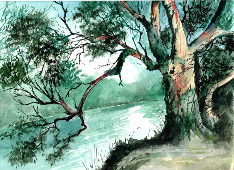 Old Tree Near The River, Twisted Tree, Tree On The Bank, Large Old Tree