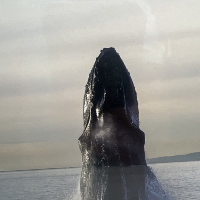 William Hogan Colored Seascape “12X16” Photo Of Whale Head Out W/ Matting gallery