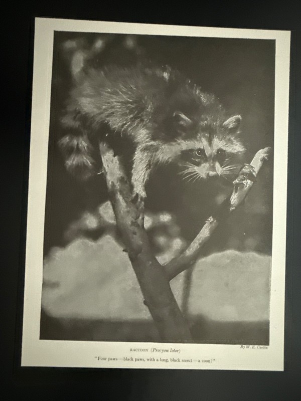 1900c Antique Natural History Illustration – Raccoon