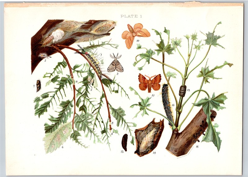 1898 White Marked Tassock Moth Tent Caterpillar Louis Hippolyte Joutel Insect