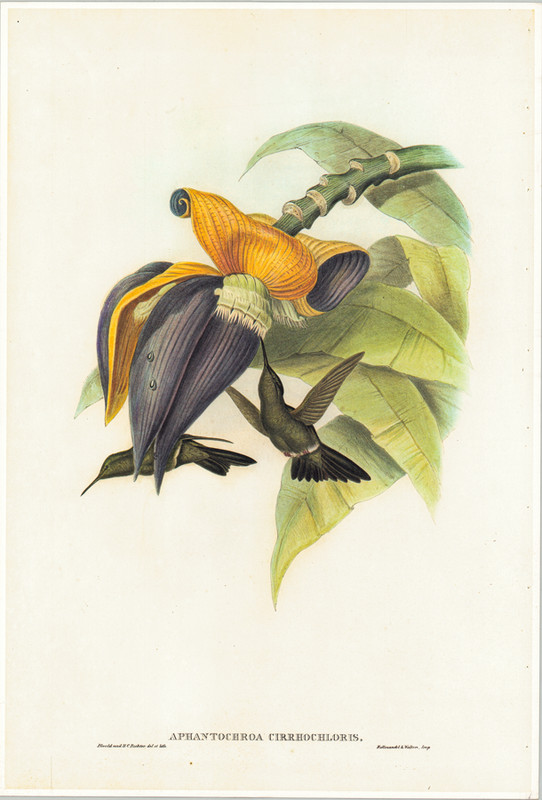 Hummingbirds J Gould Aphantochroa Cirrhochloris 14 5/8×21 1/2 in
