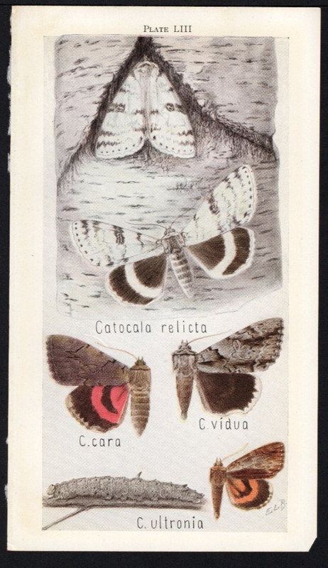 1918 Tiny Insect Chromolithographic Print – The Relict Moth, etc
