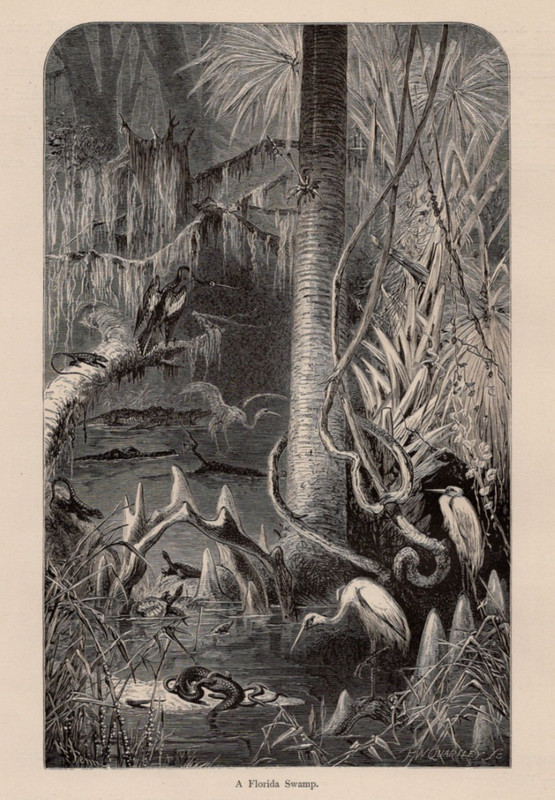 Florida Cypress Swamp Birds Reptiles Wetlands 1872 Antique Wood Engraving