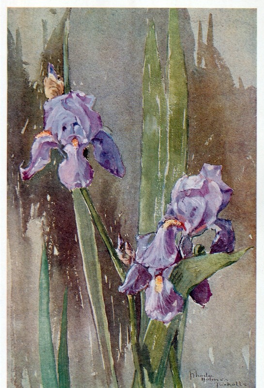 Vintage Floral Print, Fleur-de-lis Iris, Keramic Studio 1907 botanical art 13×10