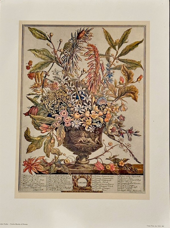 “January” Botanical StillLifeFrom RobertFurberSeries ‘TwelveMonthsOfFlowers’