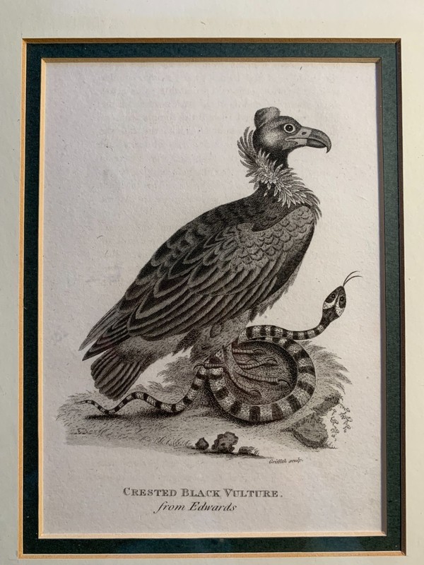 c1811 Antique Crested Black Vulture from Edwards Engraved by Mrs. Edwards gallery