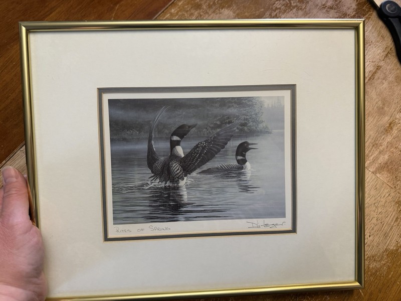 Framed Matted Loon Art Print By Don Li-Leger Titled Rites Of Spring