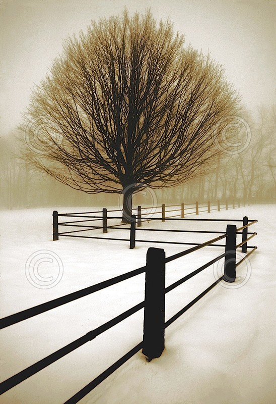 CANVAS ART – Solitude by David Lorenz Winston Tree Fence Winter Landscape 30×21