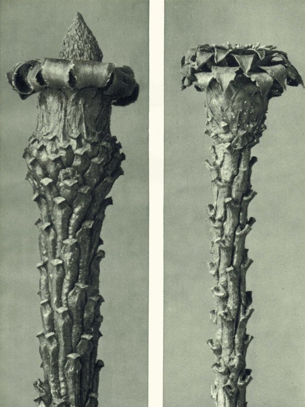 1929 SILVER FIR Print - Karl Blossfeldt - Plant Flower Tree - 9.5 x 12 Inches gallery
