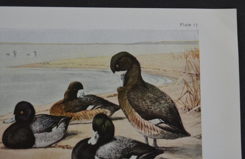 Antique Original 1912 Birds of New York Art Print Ringed Neck Duck Ornithology gallery