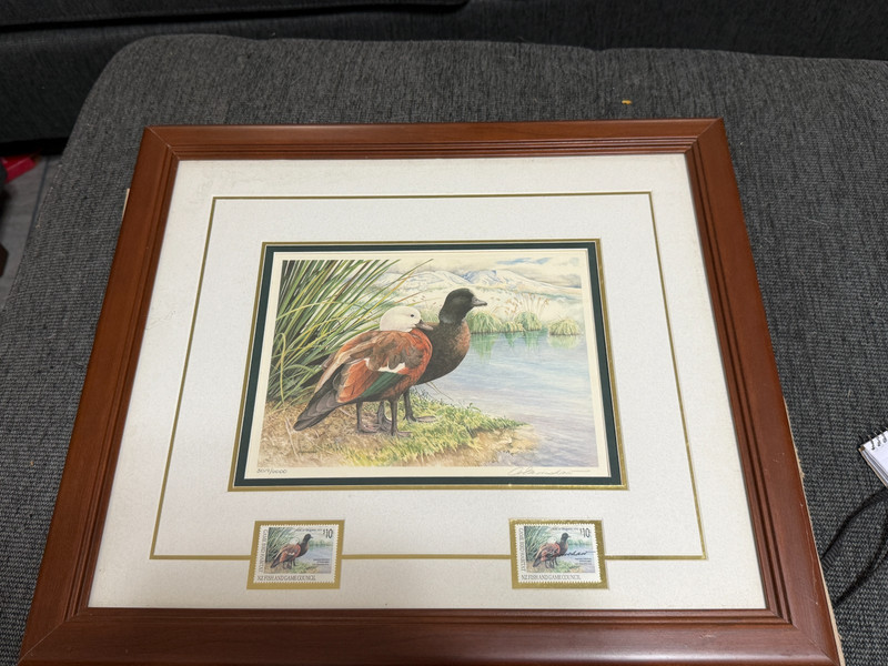 1995 New Zealand Game Bird Habitat Print – A. Earnshaw – Framed