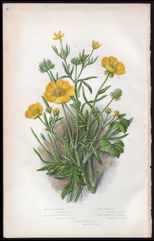 c1860’s Anne Pratt Antique Color Print Ranunculus – Meadow Crowfoot etc
